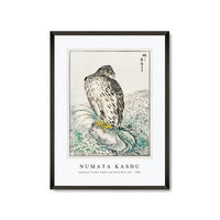 Numata Kashu - Japanese Golden Eagle and Dark Blue Sea illustration from Pictorial Monograph of Birds (1885)
