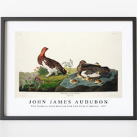 John James Audubon - Wild Turkey or Great American Cock from Birds of America (1827)