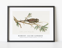 
              Robert Jacob Gordon - Chamaeleo namaquensis Namaqua chameleon (1777–1786)
            