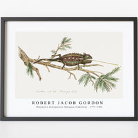 Robert Jacob Gordon - Chamaeleo namaquensis Namaqua chameleon (1777–1786)