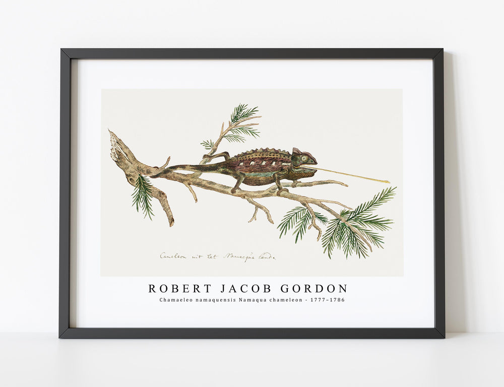 Robert Jacob Gordon - Chamaeleo namaquensis Namaqua chameleon (1777–1786)