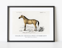 
              Charles Dessalines D'Orbigny - Horse (Equus ferus caballus)
            