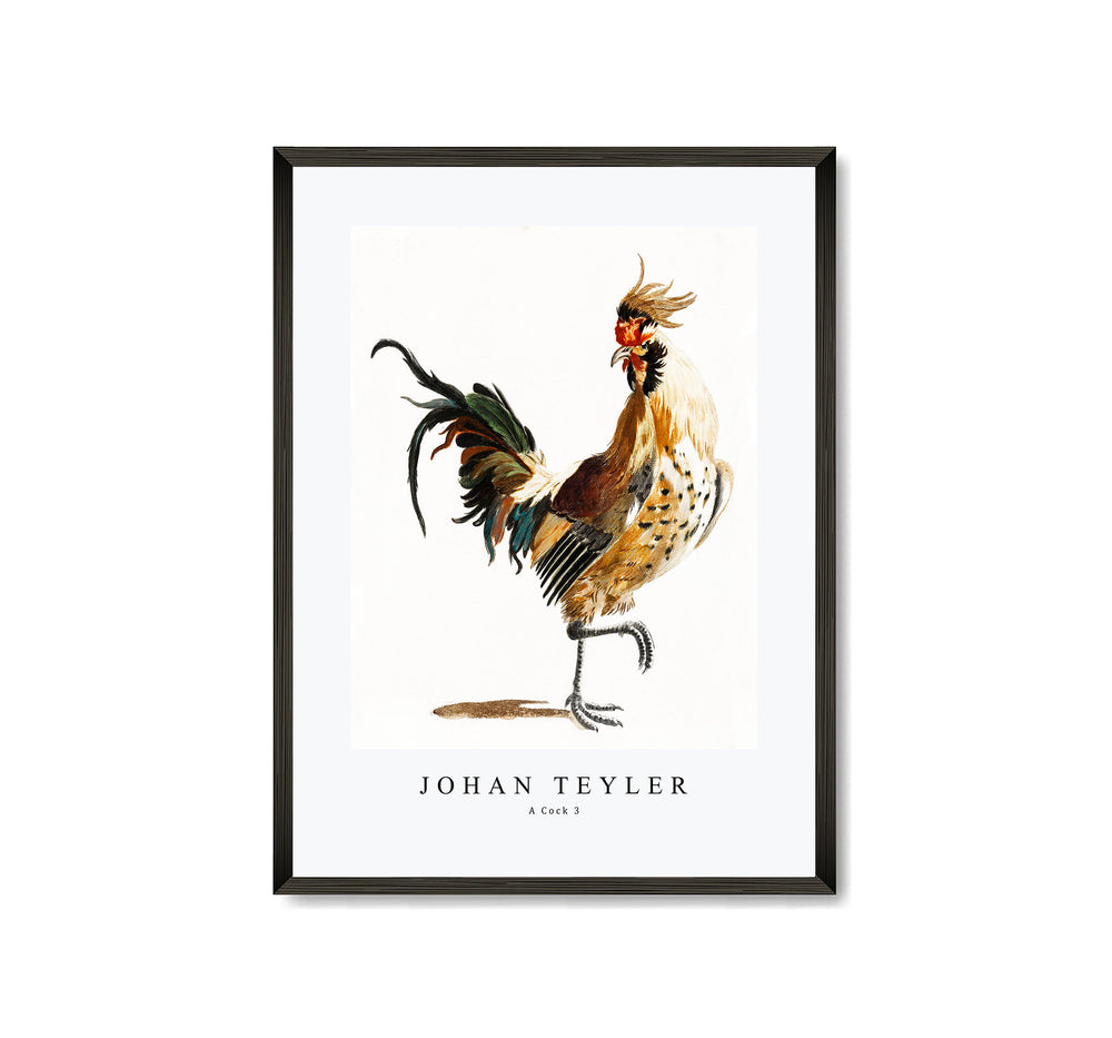Johan Teyler - A Cock (3)