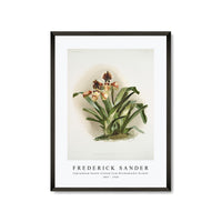 Frederick Sander - Cypripedium boxalli atratum from Reichenbachia Orchids -1847-1920