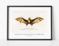 
              Charles Dessalines D'Orbigny - Bat (Roufsette)
            