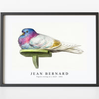 Jean Bernard - Pigeon sitting on a shelf (1802)