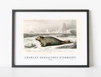
              Charles Dessalines D'Orbigny - Phoca
            