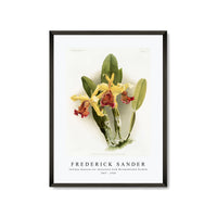 Frederick sander - Cattleya dowiana var chrysotoxa from Reichenbachia Orchids-1847-1920