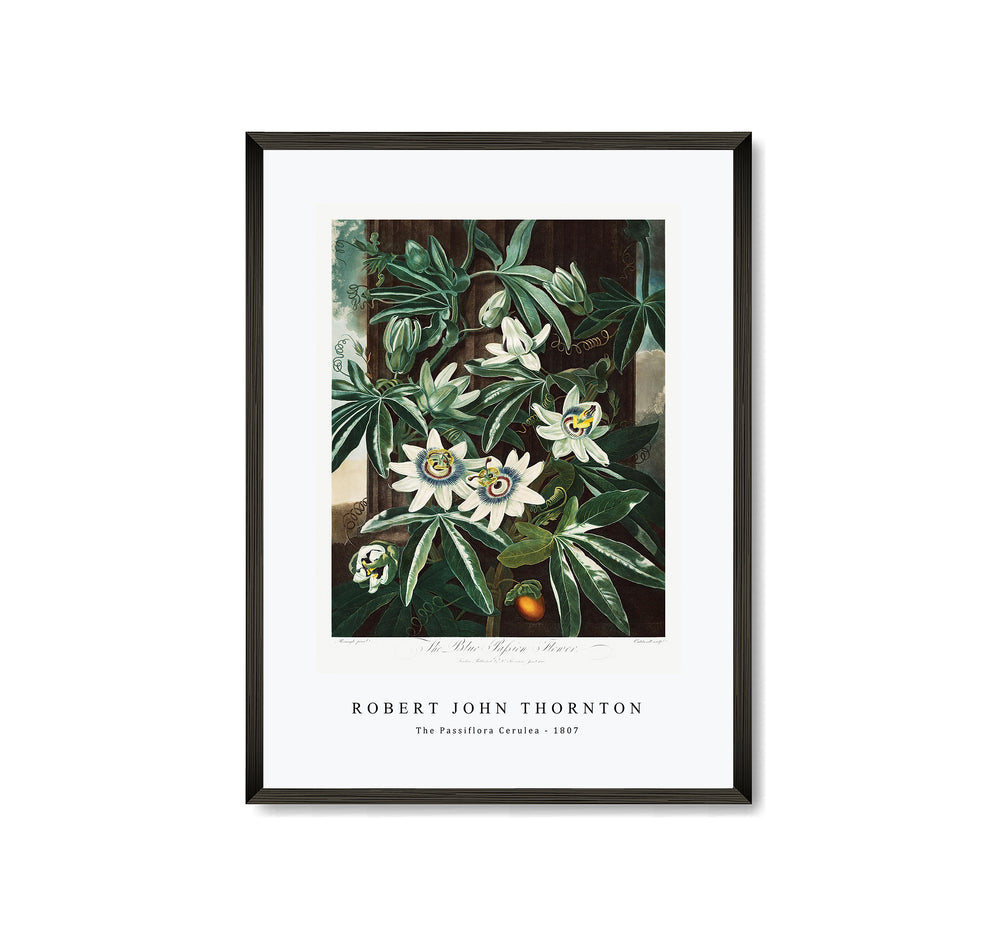 Robert John Thornton - The Passiflora Cerulea from The Temple of Flora (1807)