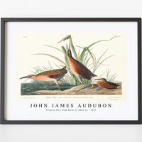 John James Audubon - Virginia Rail from Birds of America (1827)