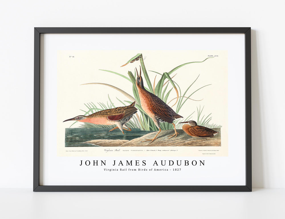 John James Audubon - Virginia Rail from Birds of America (1827)