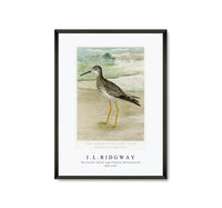 
              J L Ridgway -The Greater Yellow Legs (Totanus Melanoleucus) 1859-1947
            