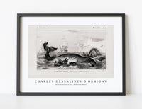 
              Charles Dessalines D'Orbigny - Balaena mysticetus, Bowhead whale
            