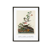 
              John James Audubon - Golden-crowned Thrush from Birds of America (1827)
            
