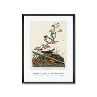 John James Audubon - Golden-crowned Thrush from Birds of America (1827)