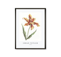 
              Johan Teyler - A tulip
            