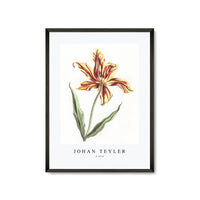 Johan Teyler - A tulip