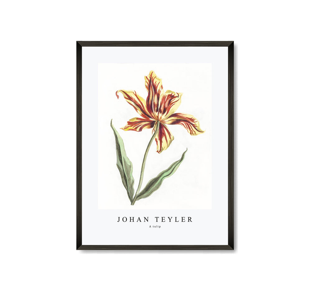 Johan Teyler - A tulip