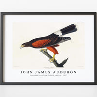 John James Audubon - Louisiana Hawk from Birds of America (1827)