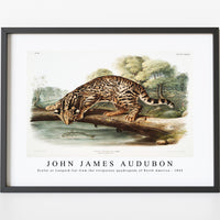 John James Audubon - Ocelot or Leopard-Cat (Felis pardalis) from the viviparous quadrupeds of North America (1845)