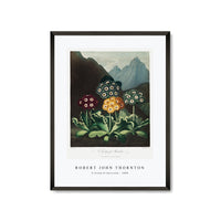 Robert John Thornton - A Group of Auriculas from The Temple of Flora (1808)