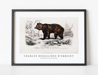 
              Charles Dessalines D'Orbigny - Brown Bear (Ursus Arctos)
            