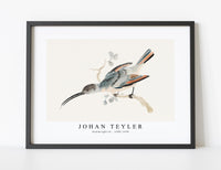
              Johan Teyler - Hummingbird (1688-1698)
            