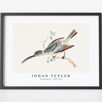 Johan Teyler - Hummingbird (1688-1698)