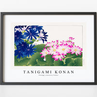 Tanigami Konan - Vintage cineraria flower