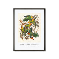 John James Audubon - Carolina Parrot from Birds of America (1827)