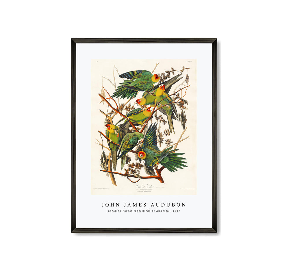 John James Audubon - Carolina Parrot from Birds of America (1827)