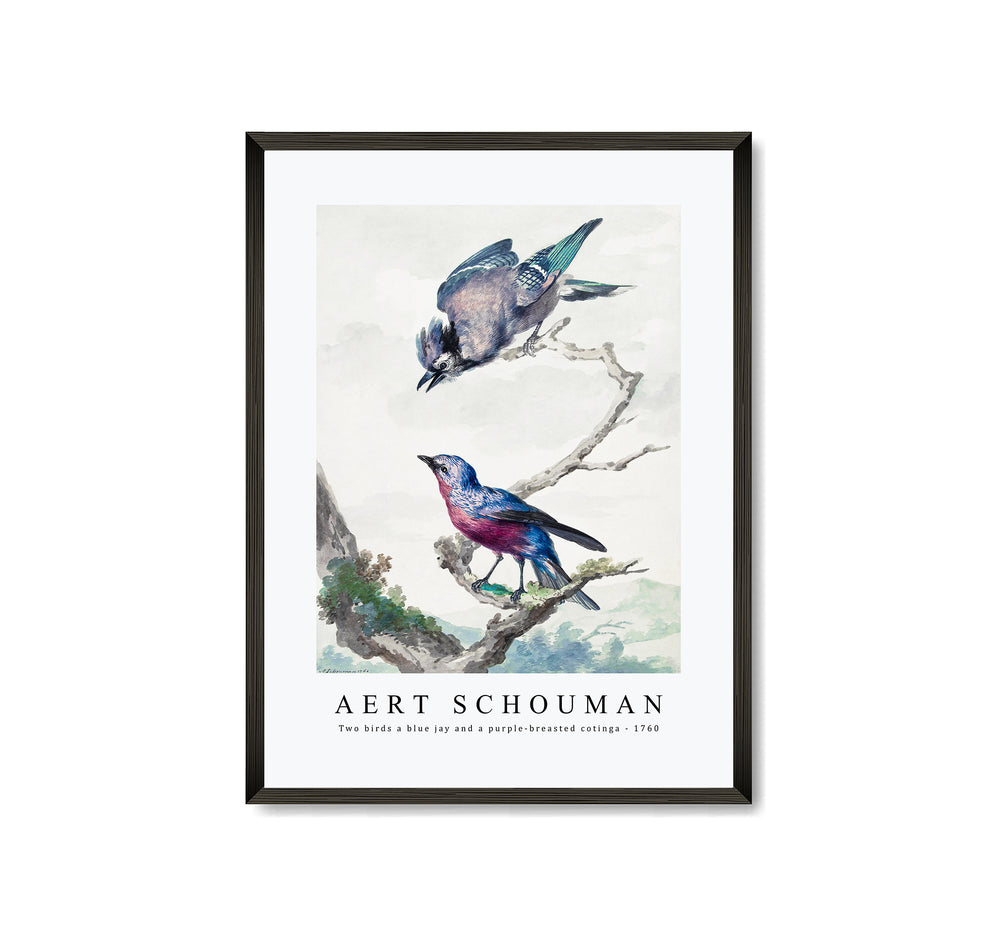 Aert schouman - Two birds a blue jay and a purple-breasted cotinga-1760