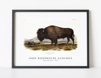 
              John Woodhouse Audubon - American Bison (Bos Americanus) from the viviparous quadrupeds of North America (1845)
            