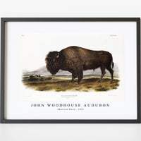 John Woodhouse Audubon - American Bison (Bos Americanus) from the viviparous quadrupeds of North America (1845)
