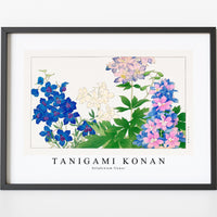 Tanigami Konan-Delphinium flower