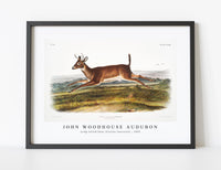 
              John woodhouse Audubon - Long-tailed Deer (Cervus leucurus) from the viviparous quadrupeds of North America (1845)
            