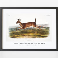 John woodhouse Audubon - Long-tailed Deer (Cervus leucurus) from the viviparous quadrupeds of North America (1845)