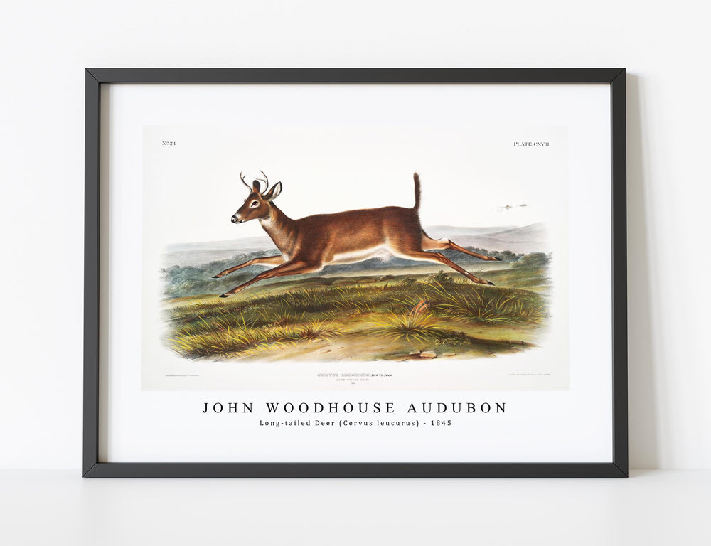 John woodhouse Audubon - Long-tailed Deer (Cervus leucurus) from the viviparous quadrupeds of North America (1845)