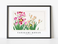 
              Tanigami Konan - Vintage ixia flower
            