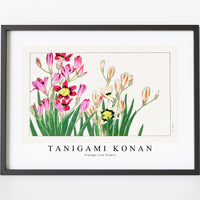 Tanigami Konan - Vintage ixia flower