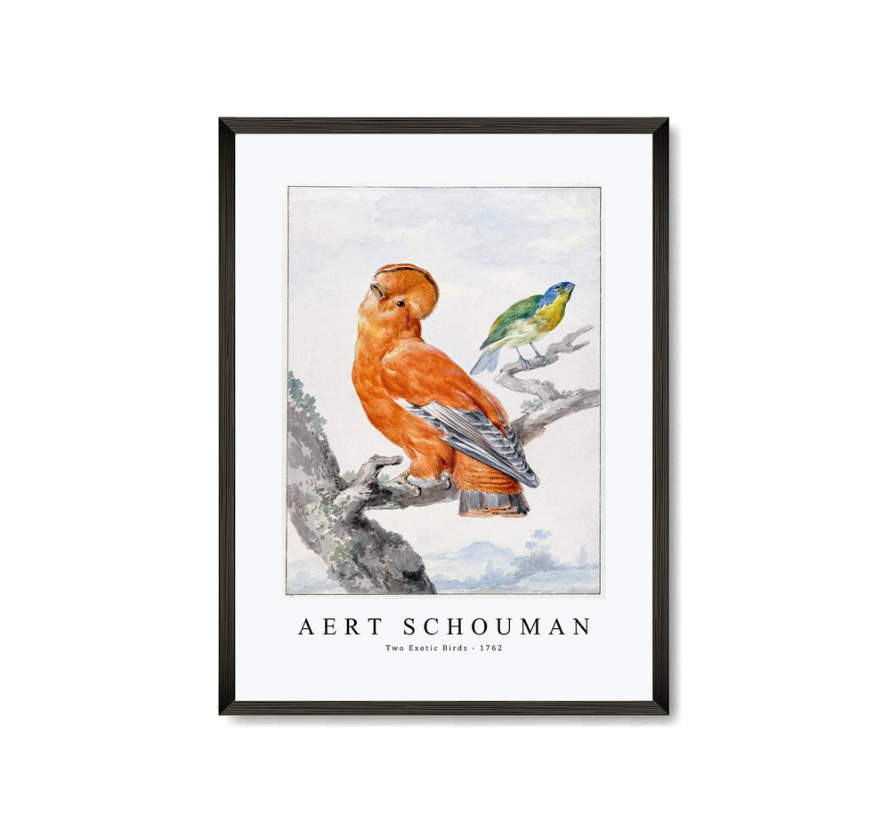 Aert scouman - Two Exotic Birds-1762