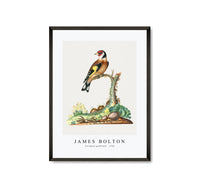 
              James Bolton - European goldfinch 1768
            