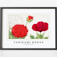 Tanigami Konan - Vintage poppy flower