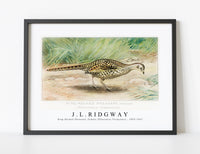
              J L Ridgway - Ring–Necked Pheasant, Female (Phasianus Torquatus)  1859-1947
            