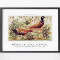 Maurice Pillard Verneuil - Faisans ordinaires from L'animal dans la décoration (1897)