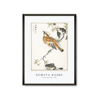 Numata Kashu - Eastern Waxwing illustration from Pictorial Monograph of Birds (1885)