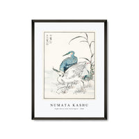 Numata Kashu - Night Heron and Little Egret illustration from Pictorial Monograph of Birds (1885)