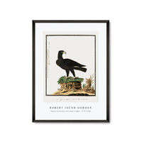 Robert Jacob Gordon - Aquila verreauxii Verreaux's eagle (1777–1786)