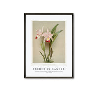 
              Frederick Sander - Cattleya ballantiniana from Reichenbachia Orchids-1847-1920
            