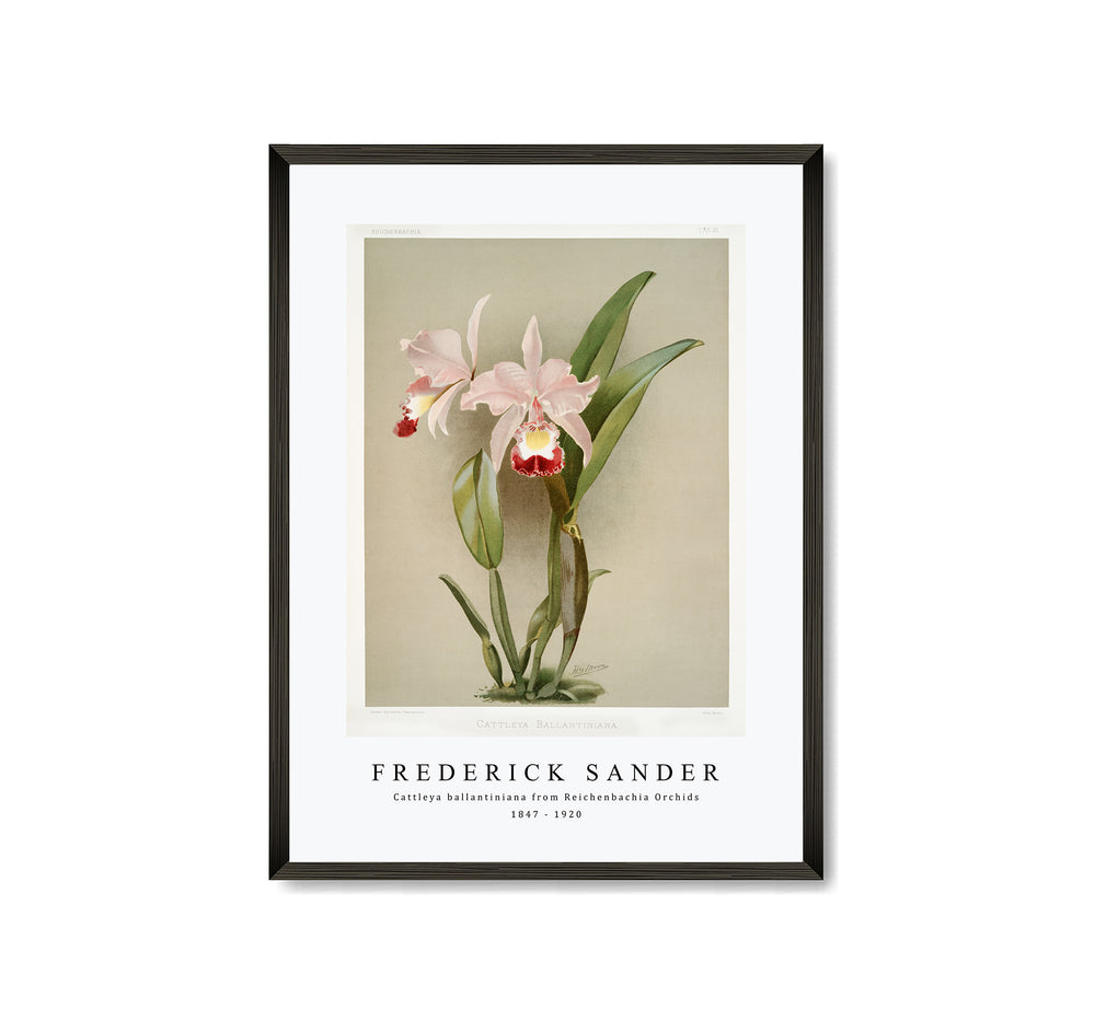 Frederick Sander - Cattleya ballantiniana from Reichenbachia Orchids-1847-1920